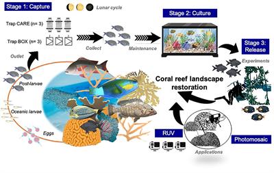 Capture, Culture and Release of Postlarvae Fishes: Proof-of-Concept as a Tool Approach to Support Reef Management